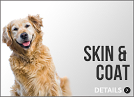 Dog Skin & Coat Supplements