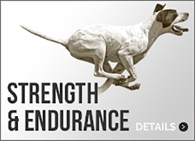 Dog Strength & Muscle Supplements